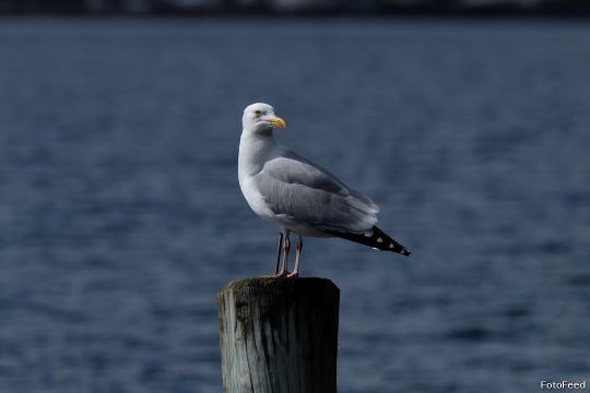 Løvehave Skoven – billede 11