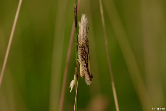 Løvehave Skoven – billede 12