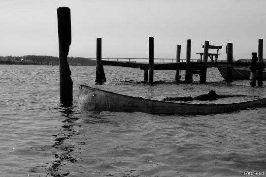 Løvehave Skoven – billede 14
