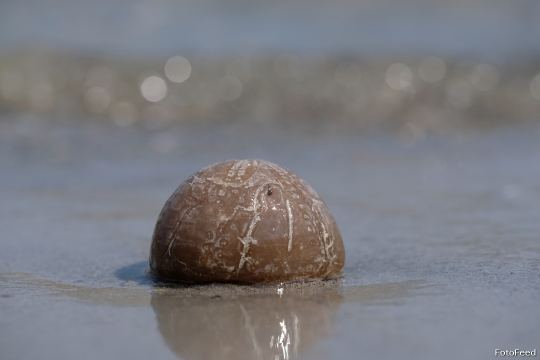 Løvehave Skoven – billede 17