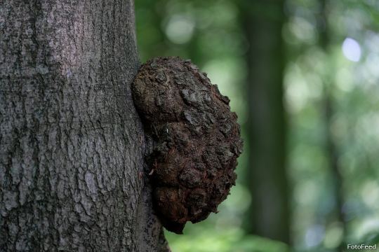 Løvehave Skoven – billede 27