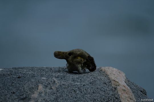 Løvehave Skoven – billede 31