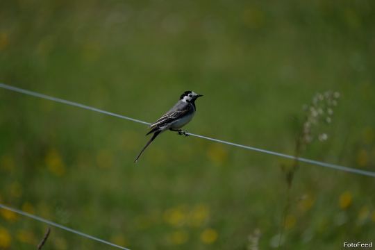 Løvehave Skoven – billede 37