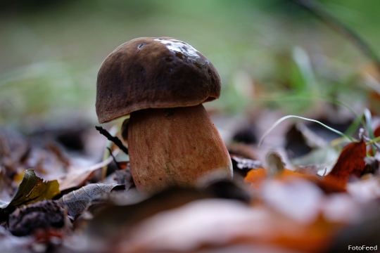 Løvehave Skoven – billede 51