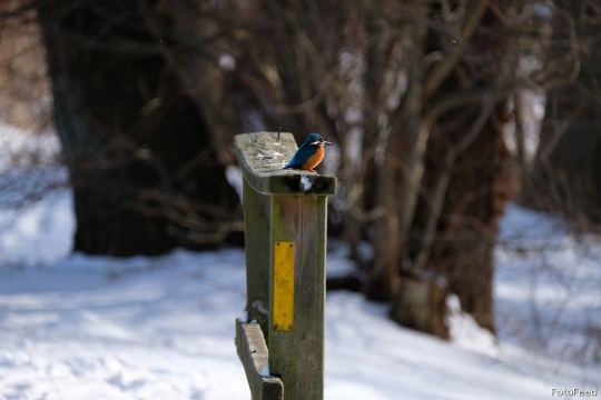 Naturen – billede 4