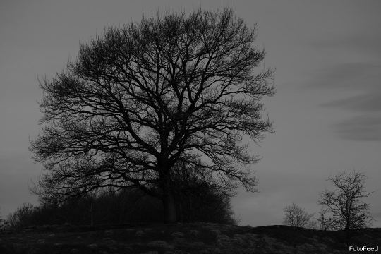 Naturen – billede 5