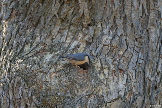 Naturen – billede 8