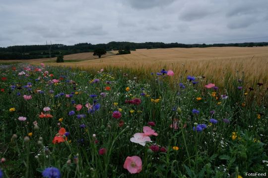 Naturen – billede 9