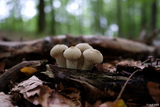 Naturen – billede 11