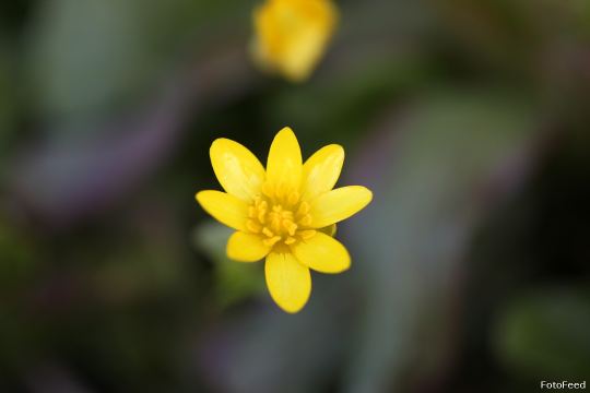 Naturen – billede 12