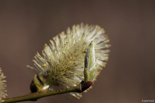 Naturen – billede 13