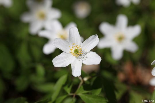 Naturen – billede 14