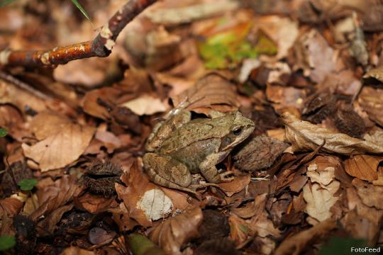 Naturen – billede 16