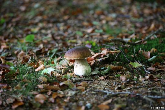 Naturen – billede 17