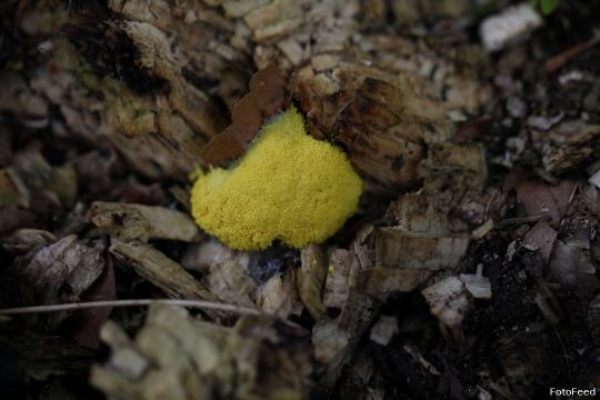 Naturen – billede 18