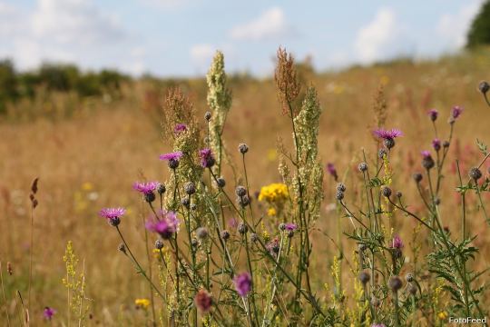 Naturen – billede 20