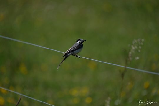 Løvehave Skoven – billede 7