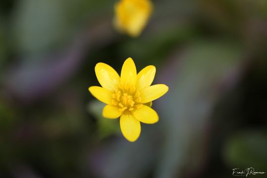 Løvehave Skoven – billede 19