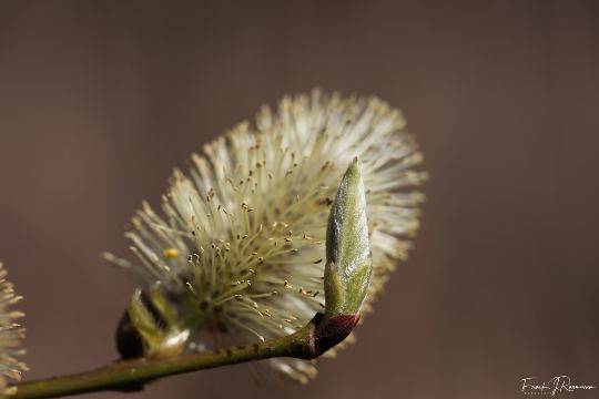 Løvehave Skoven – billede 20
