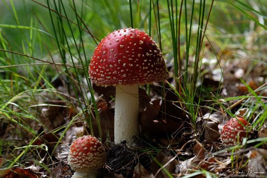Løvehave Skoven – billede 39