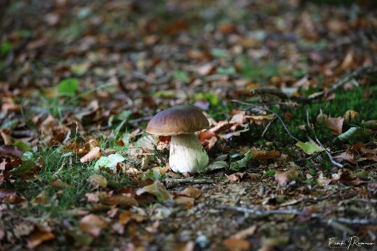 Løvehave Skoven – billede 43
