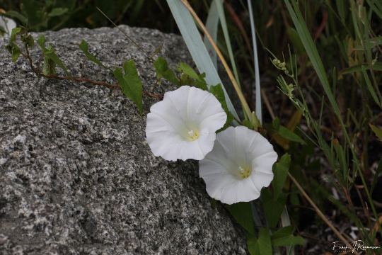 Løvehave Skoven – billede 44