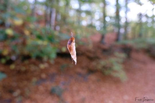 Løvehave Skoven – billede 45