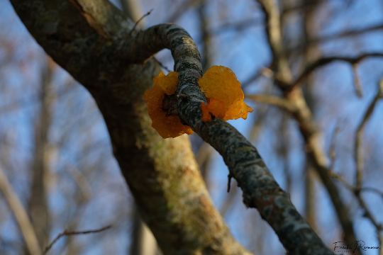 Naturen – billede 3