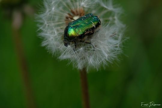 Naturen – billede 5