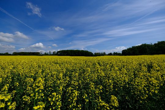 Naturen – billede 6